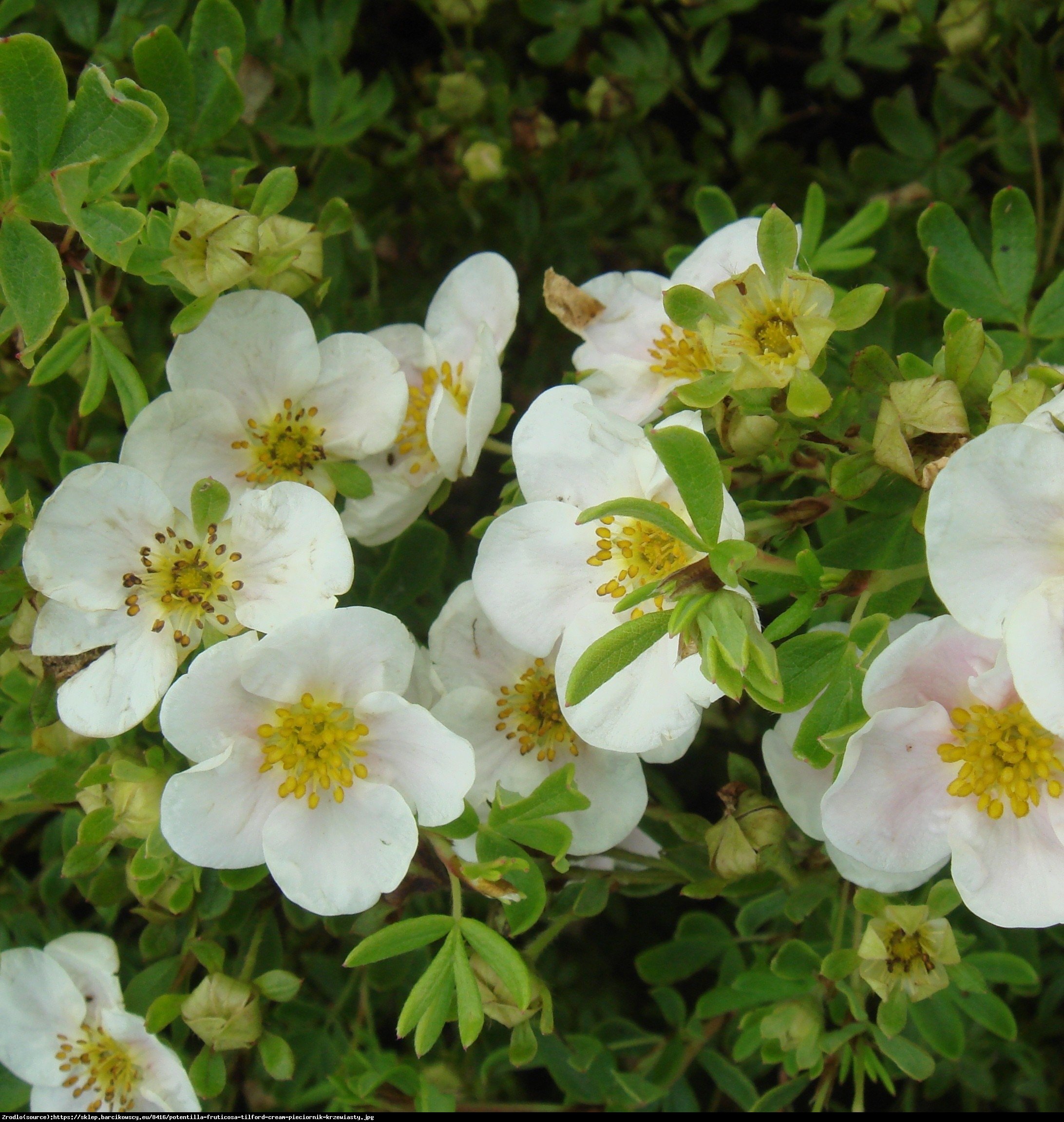 Pięciornik krzewiasty Tilford Cream  - Potentilla fruticosa Tilford Cream 