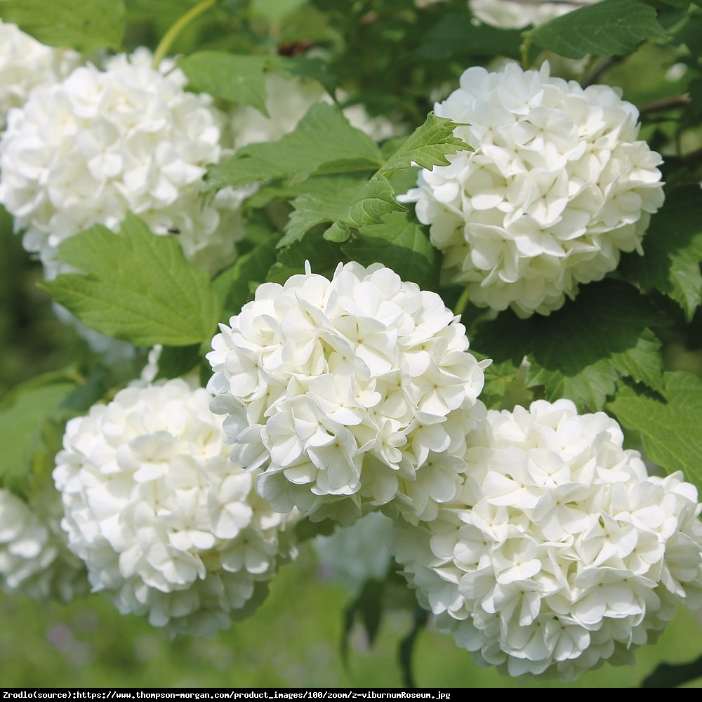 Kalina koralowa Roseum  - Viburnum opulus Roseum 