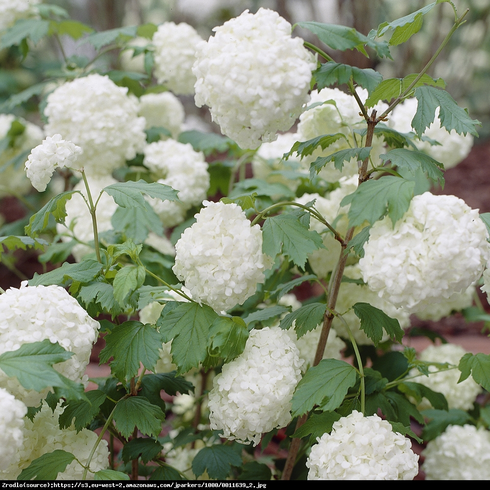 Kalina koralowa Roseum  - Viburnum opulus Roseum 