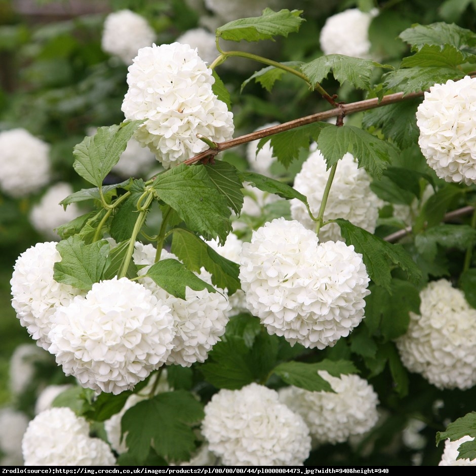 Kalina koralowa Roseum  - Viburnum opulus Roseum 