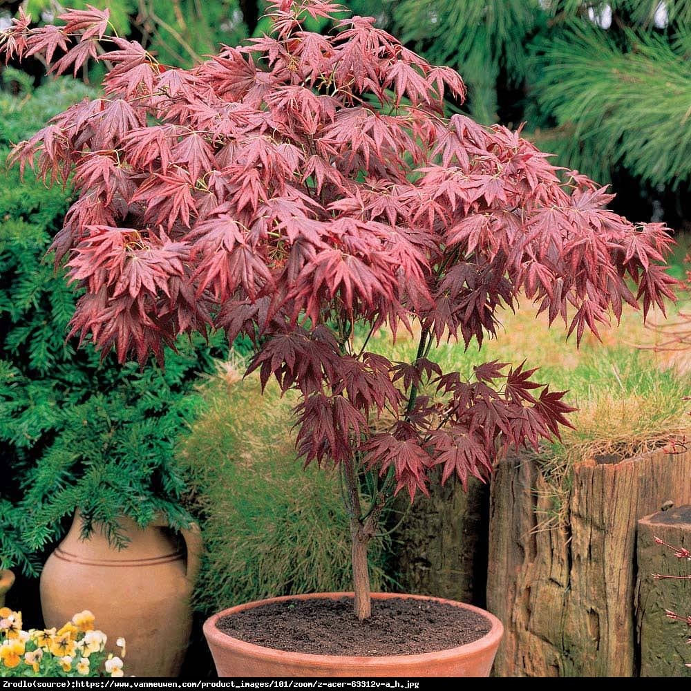 Klon palmowy Atropurpureum - Acer palmatum  Atropurpureum 