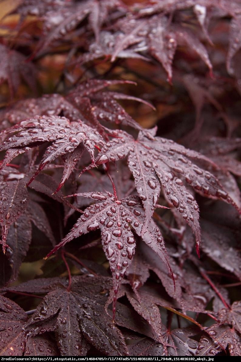 Klon palmowy Atropurpureum - Acer palmatum  Atropurpureum 