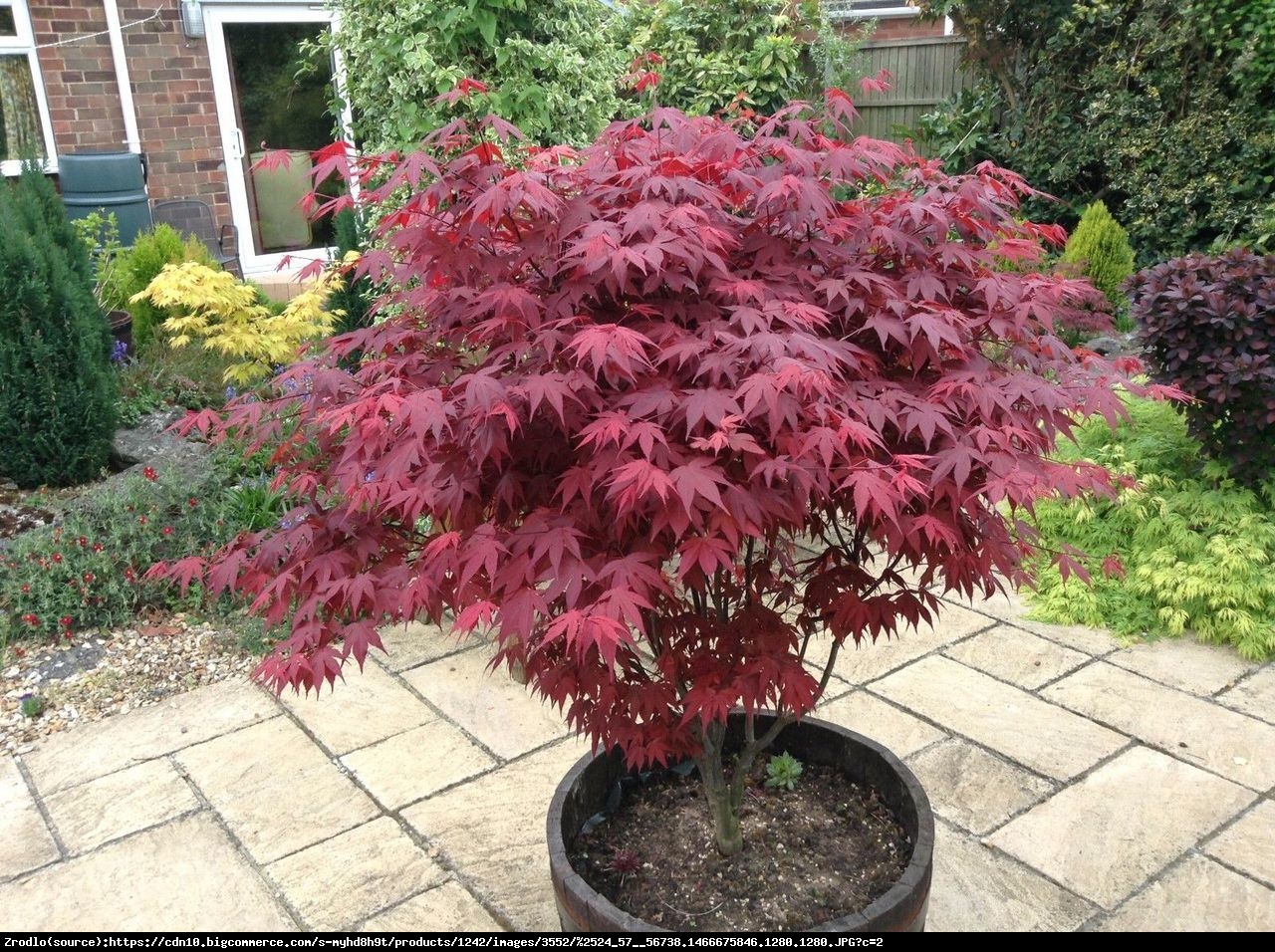 Klon palmowy Atropurpureum - Acer palmatum  Atropurpureum 