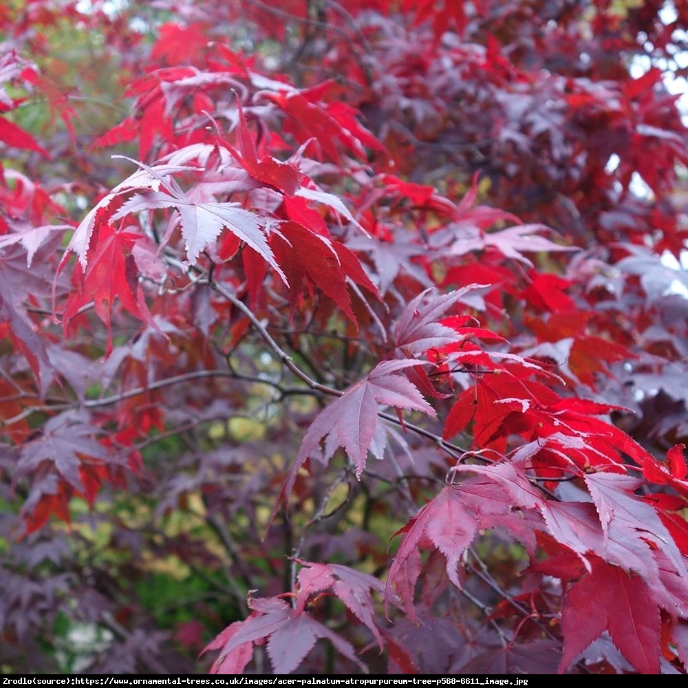 Klon palmowy Atropurpureum - Acer palmatum  Atropurpureum 