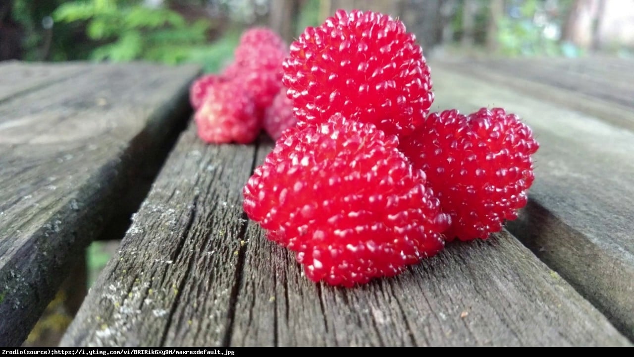 Malino-truskawka - Rubus illecebrosus