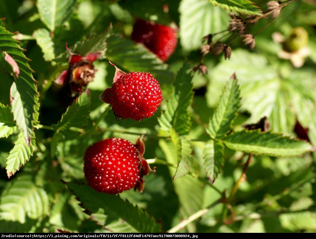 Malino-truskawka - Rubus illecebrosus