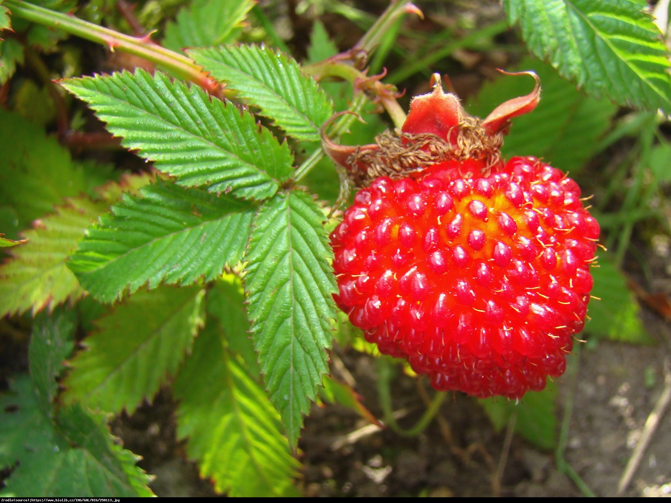 Malino-truskawka - Rubus illecebrosus