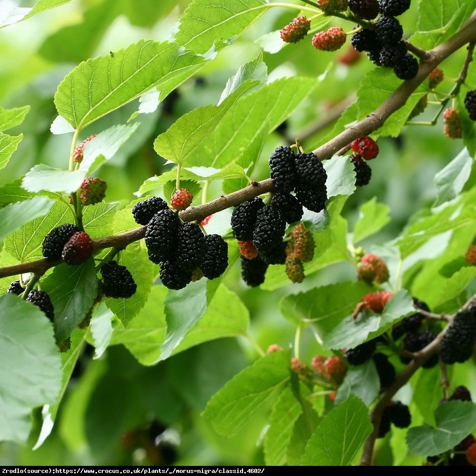 Morwa czarna - Morus nigra 