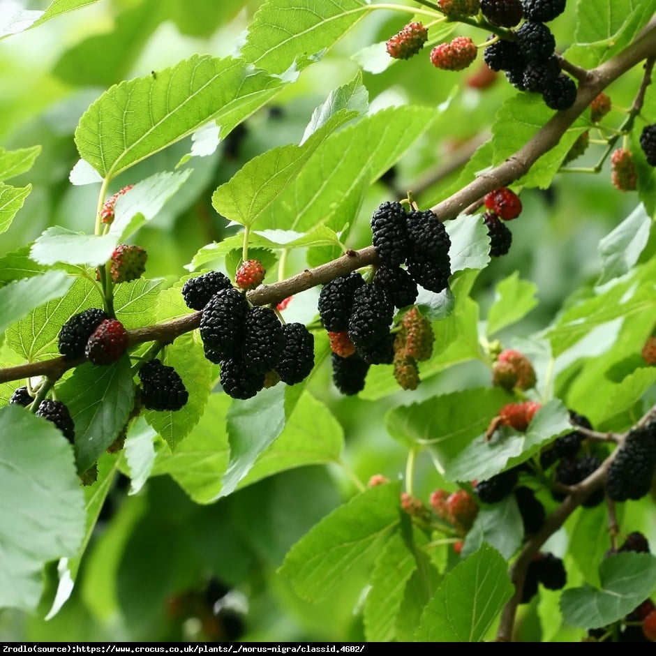 Morwa czarna - Morus nigra 