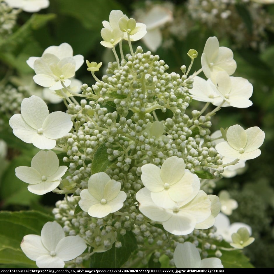 Hortensja bukietowa Tardiva  - Hydrangea paniculata Tardiva 