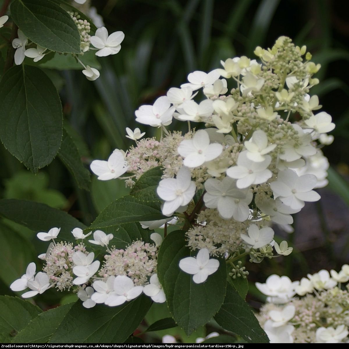 Hortensja bukietowa Tardiva  - Hydrangea paniculata Tardiva 