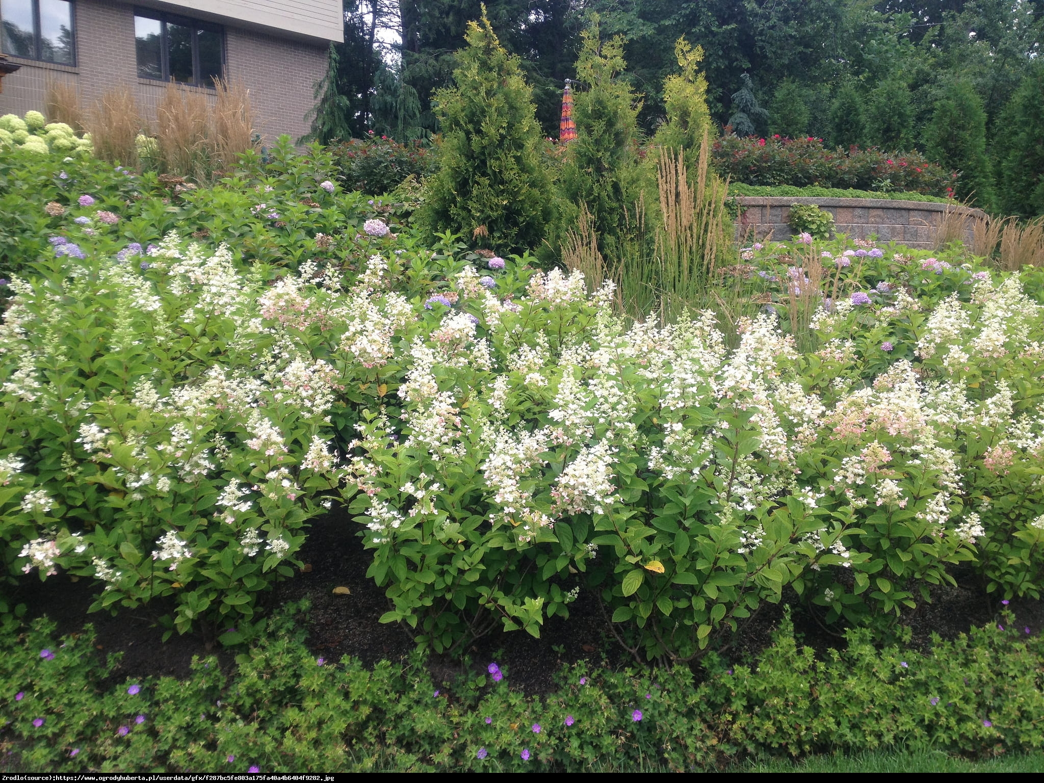 Hortensja bukietowa Tardiva  - Hydrangea paniculata Tardiva 