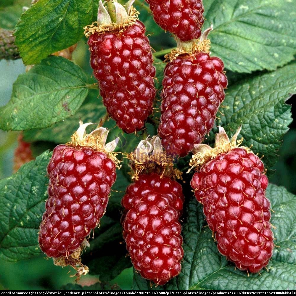 Malino-jeżyna Tayberry - Rubus Tayberry 