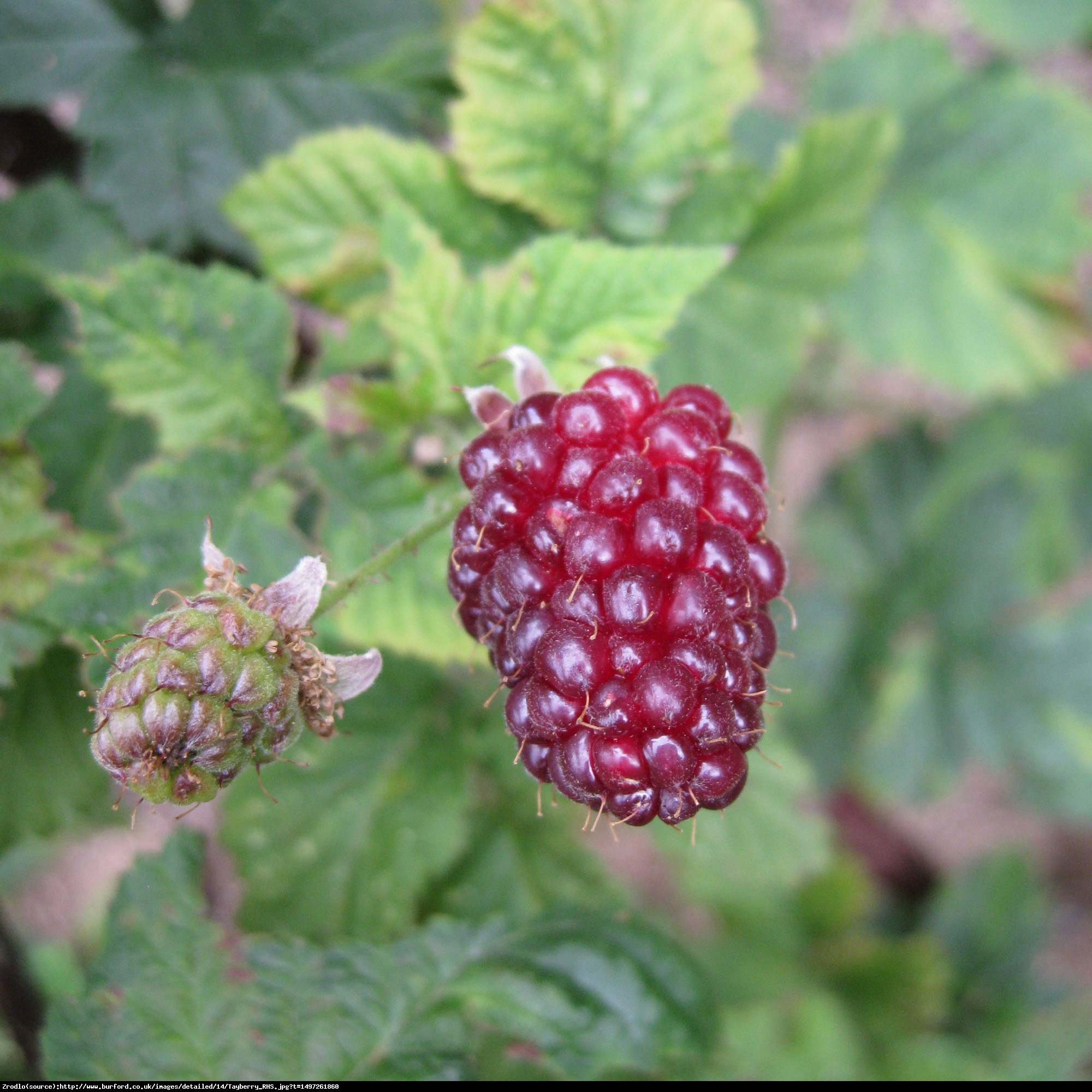 Malino-jeżyna Tayberry - Rubus Tayberry 
