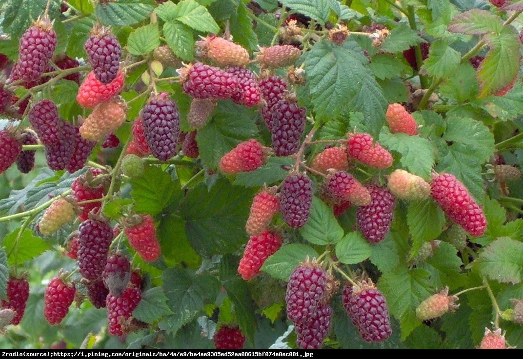 Malino-jeżyna Tayberry - Rubus Tayberry 