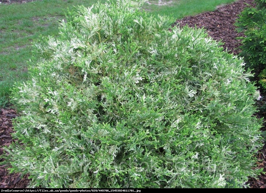 Żywotnikowiec japoński Variegata - Thujopsis dolabrata  Variegata 