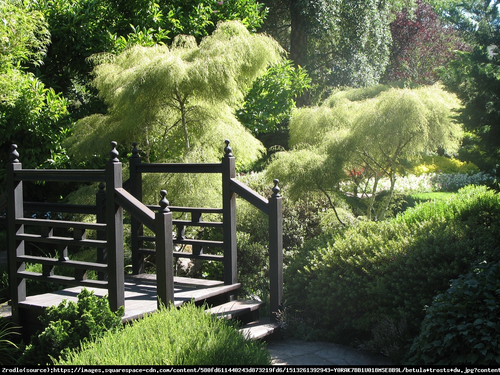 Brzoza Trost's Dwarf  - Betula  Trost's Dwarf 