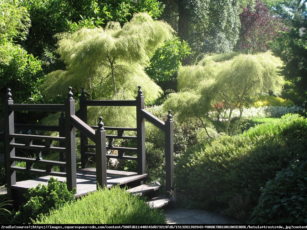 Brzoza Trost's Dwarf  - Betula  Trost's Dwarf 