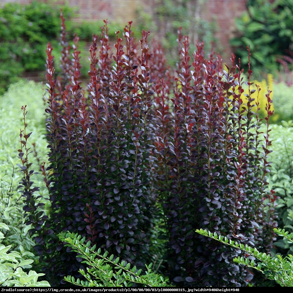 Berberys thunberga Red Pillar - Berberis thunbergii Red Pillar