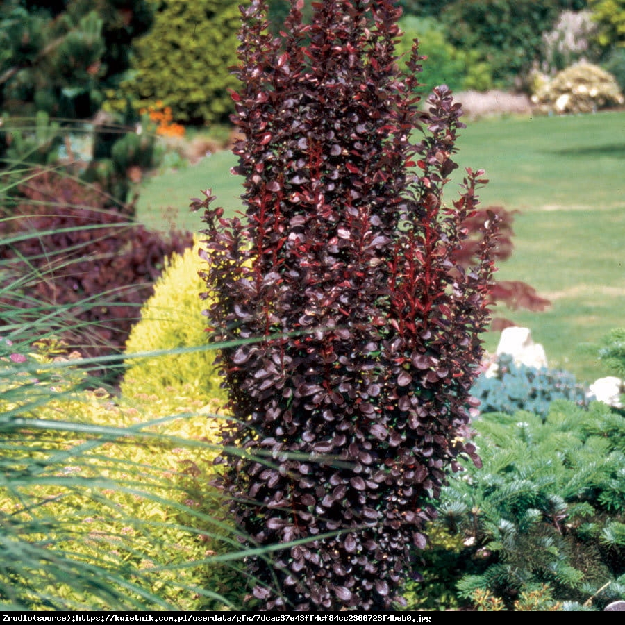 Berberys thunberga Red Pillar - Berberis thunbergii Red Pillar