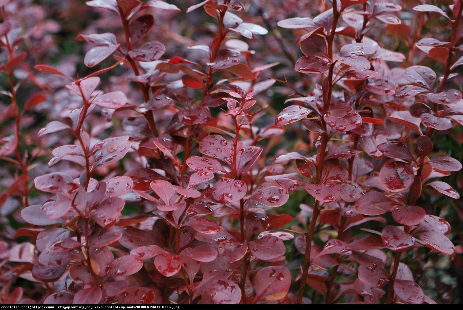 Berberys thunberga Red Pillar - Berberis thunbergii Red Pillar