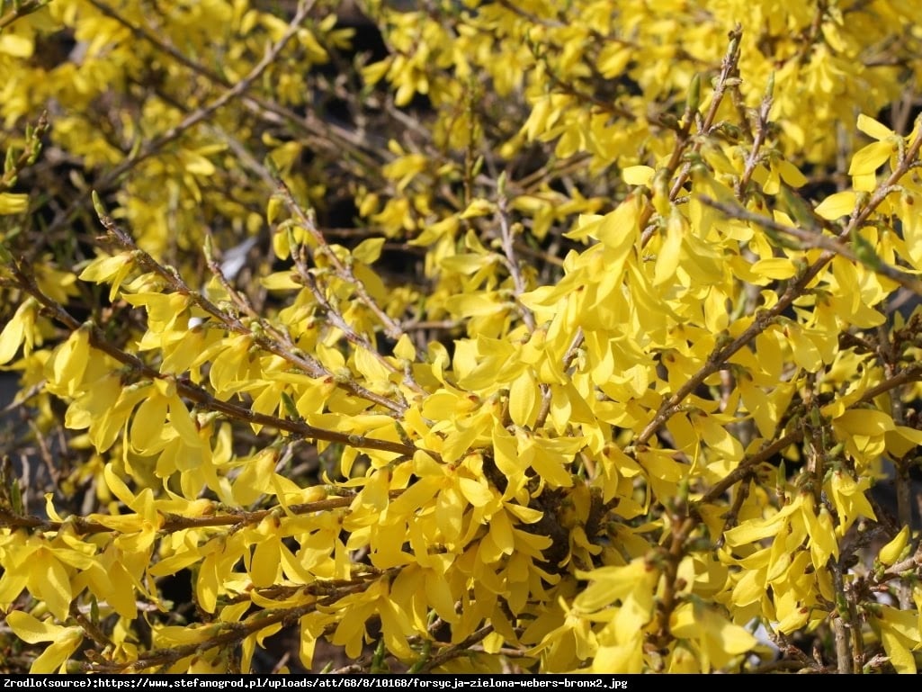 Forsycja zielona Webers Bronx  - Forsythia viridissima Webers Bronx 