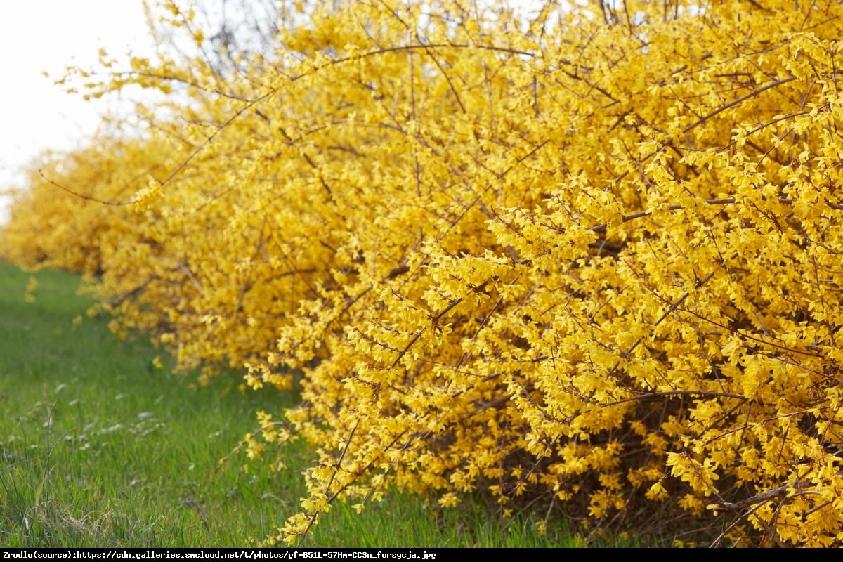 Forsycja zielona Webers Bronx  - Forsythia viridissima Webers Bronx 