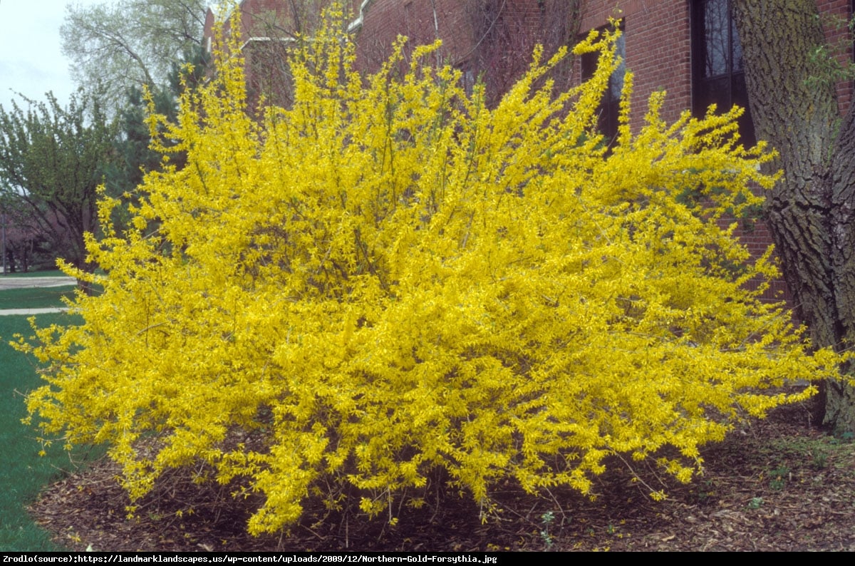 Forsycja zielona Webers Bronx  - Forsythia viridissima Webers Bronx 