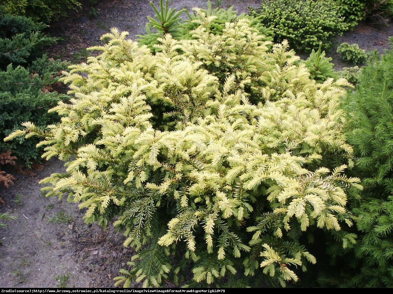 Cis pospolity Elegantissima  - Taxus baccata  Elegantissima 