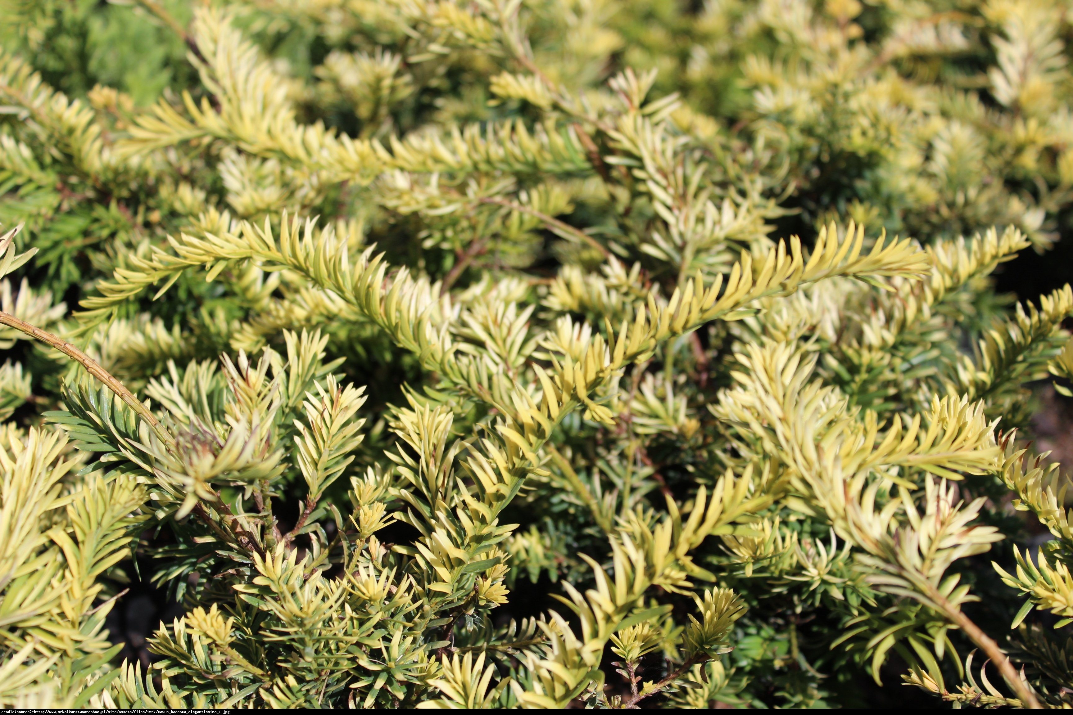 Cis pospolity Elegantissima  - Taxus baccata  Elegantissima 