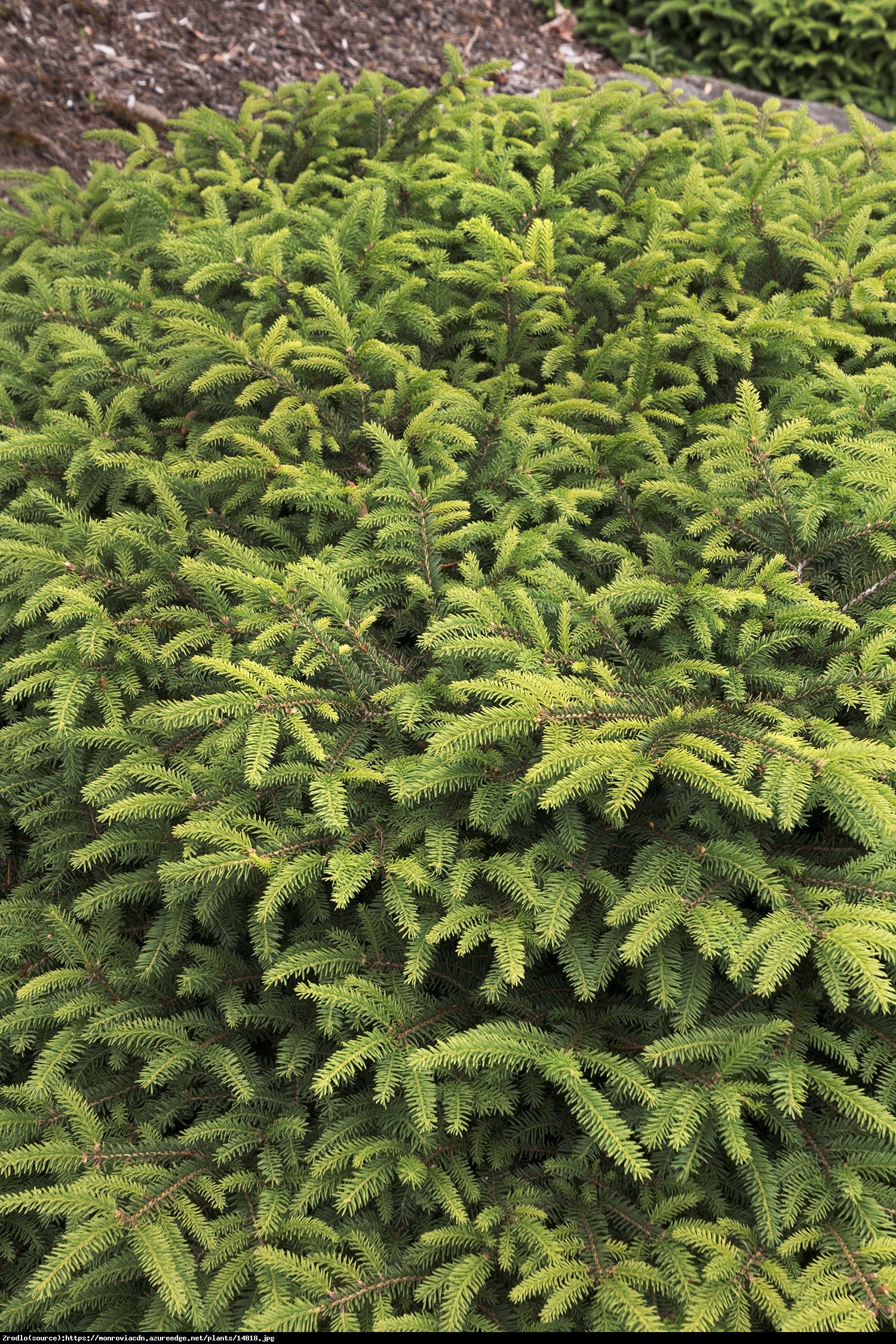 Świerk pospolity Nidiformis  - Picea abies Nidiformis 