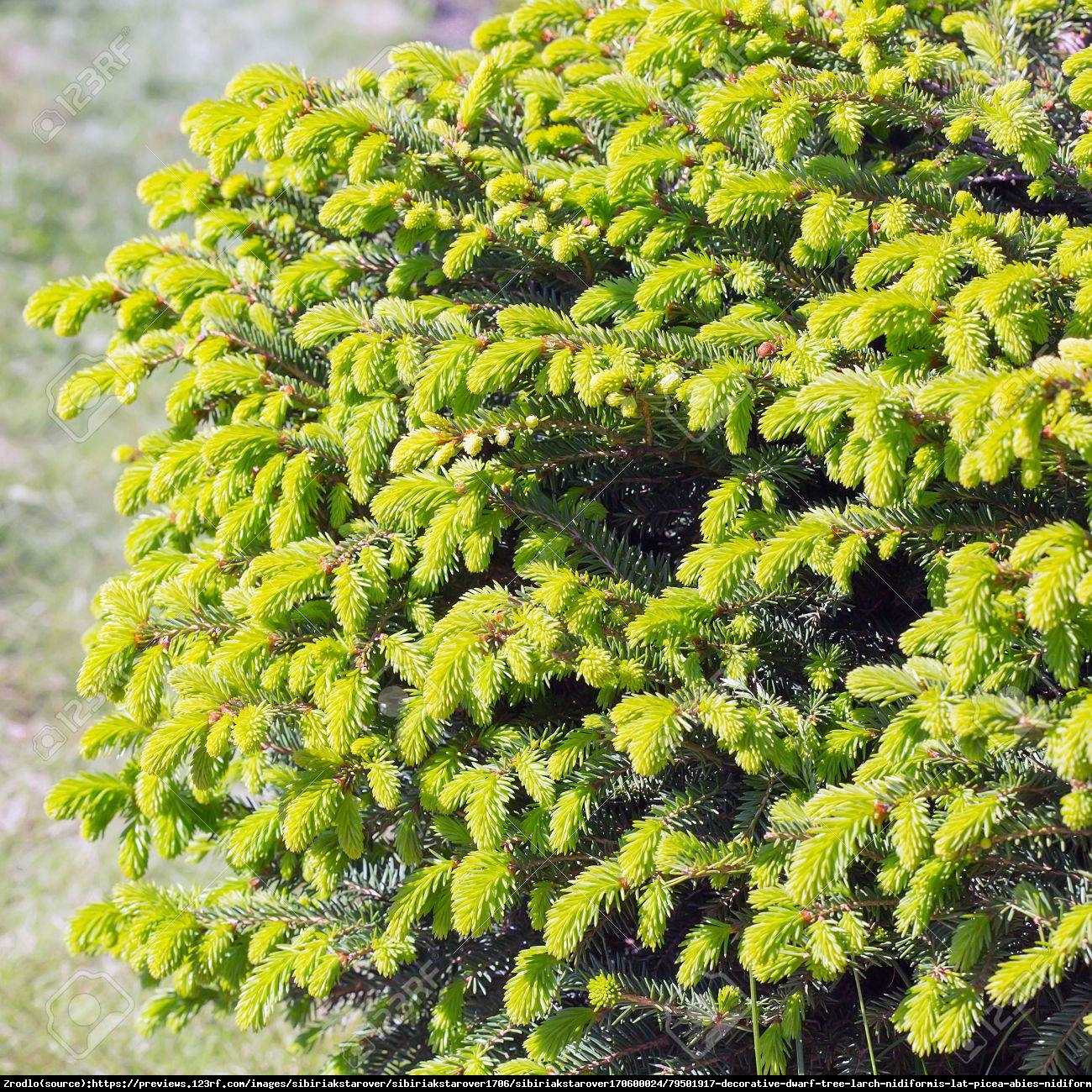 Świerk pospolity Nidiformis  - Picea abies Nidiformis 