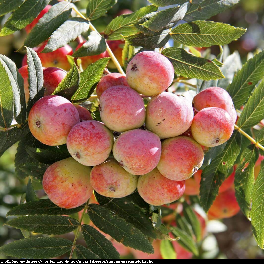 Jarząb domowy - Sorbus domestica