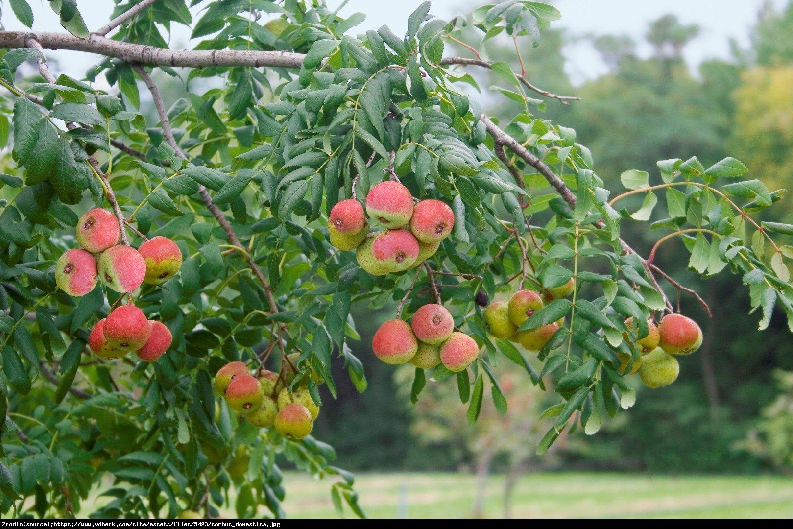 Jarząb domowy - Sorbus domestica