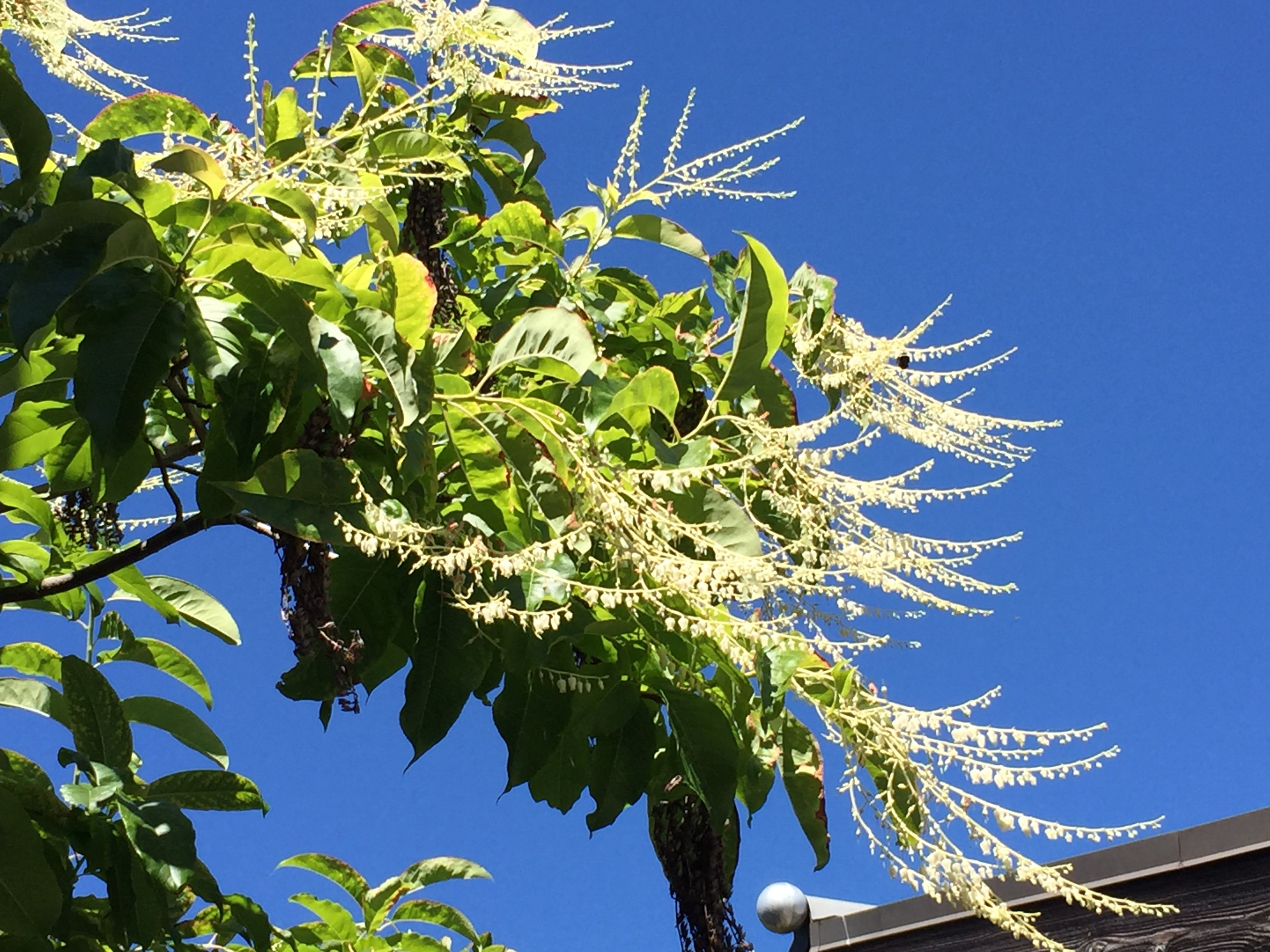 Kwaśnodrzew konwaliowy - Oxydendrum arboreum