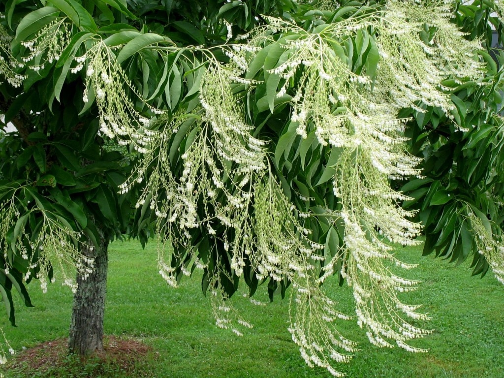 Kwaśnodrzew konwaliowy - Oxydendrum arboreum
