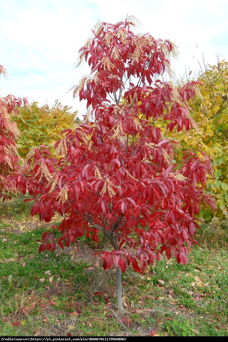 Kwaśnodrzew konwaliowy - Oxydendrum arboreum