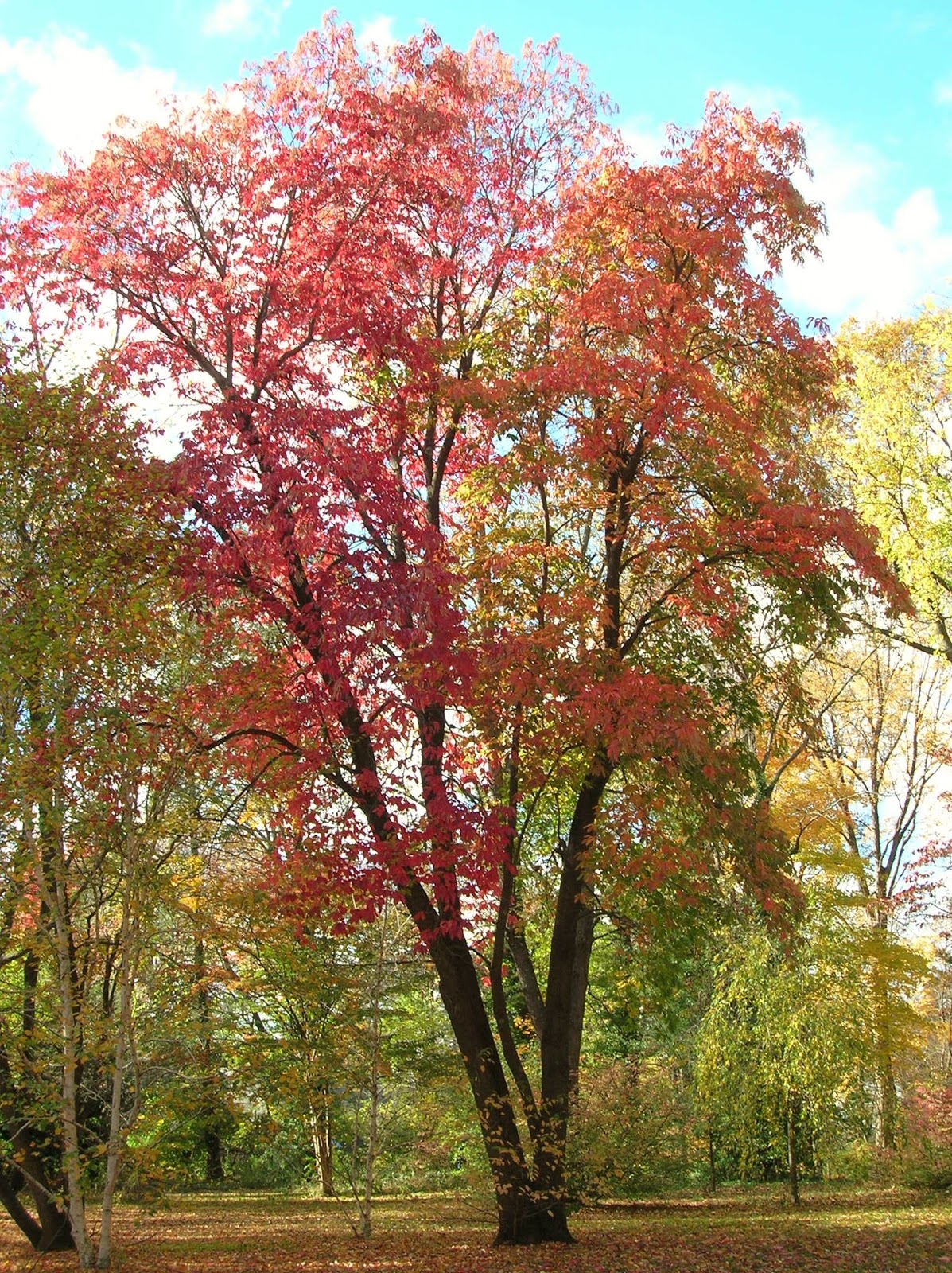 Kwaśnodrzew konwaliowy - Oxydendrum arboreum