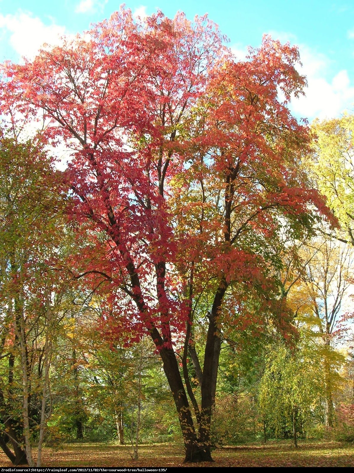 Kwaśnodrzew konwaliowy - Oxydendrum arboreum