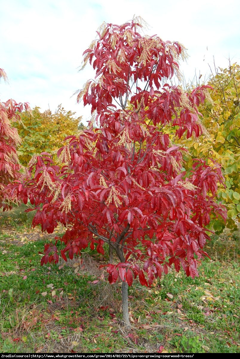 Kwaśnodrzew konwaliowy - Oxydendrum arboreum