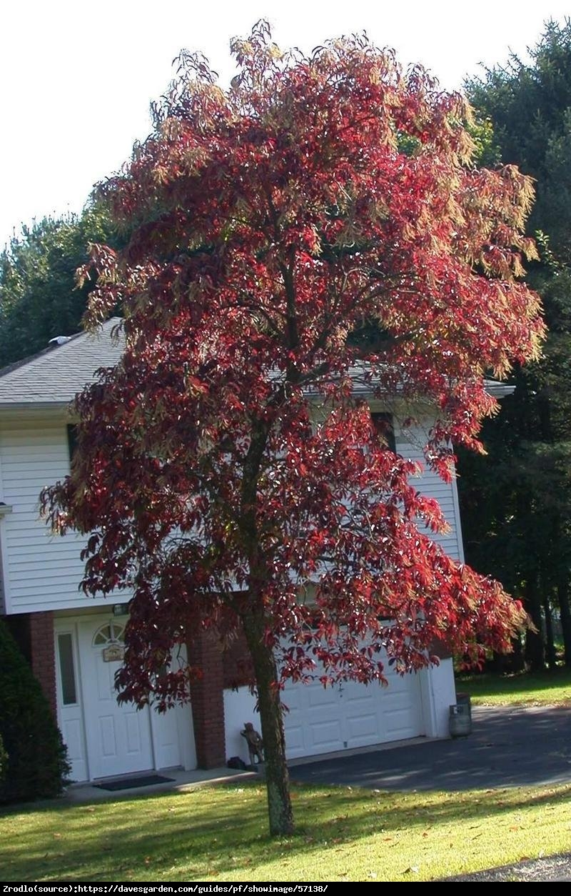 Kwaśnodrzew konwaliowy - Oxydendrum arboreum