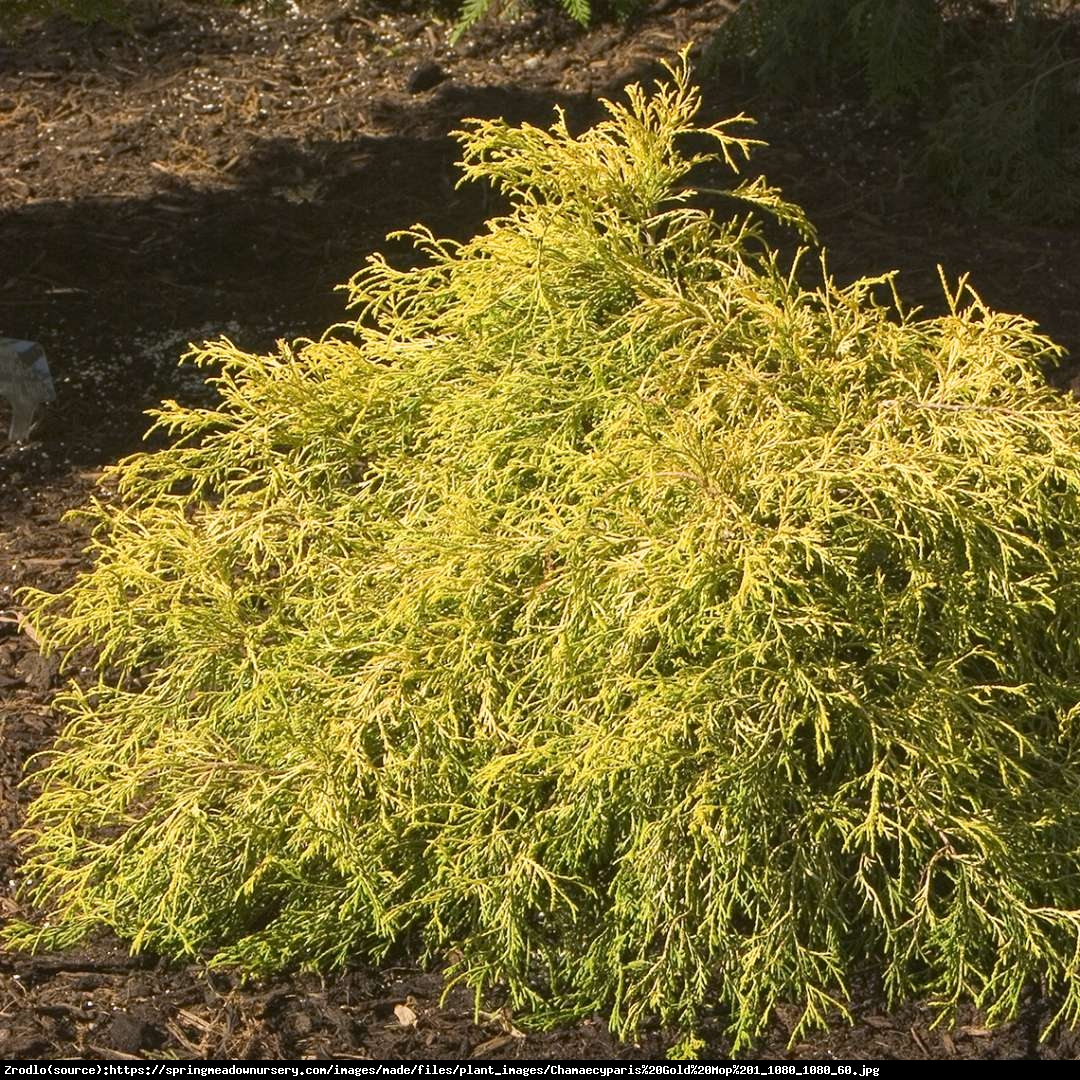 Cyprysik groszkowy Golden Mop  - Chamaecyparis pisifera  Golden Mop 