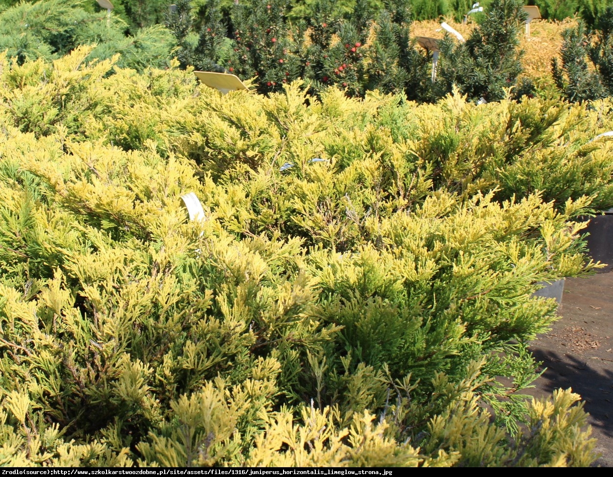 Jałowiec płożący Limeglow  - Juniperus horizontalis  Limeglow 