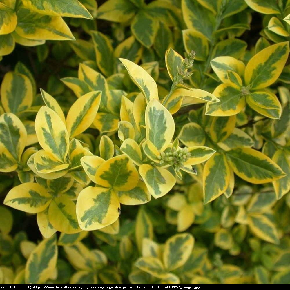 Ligustr jajolistny Aureum  - Ligustrum ovalifolium Aureum 