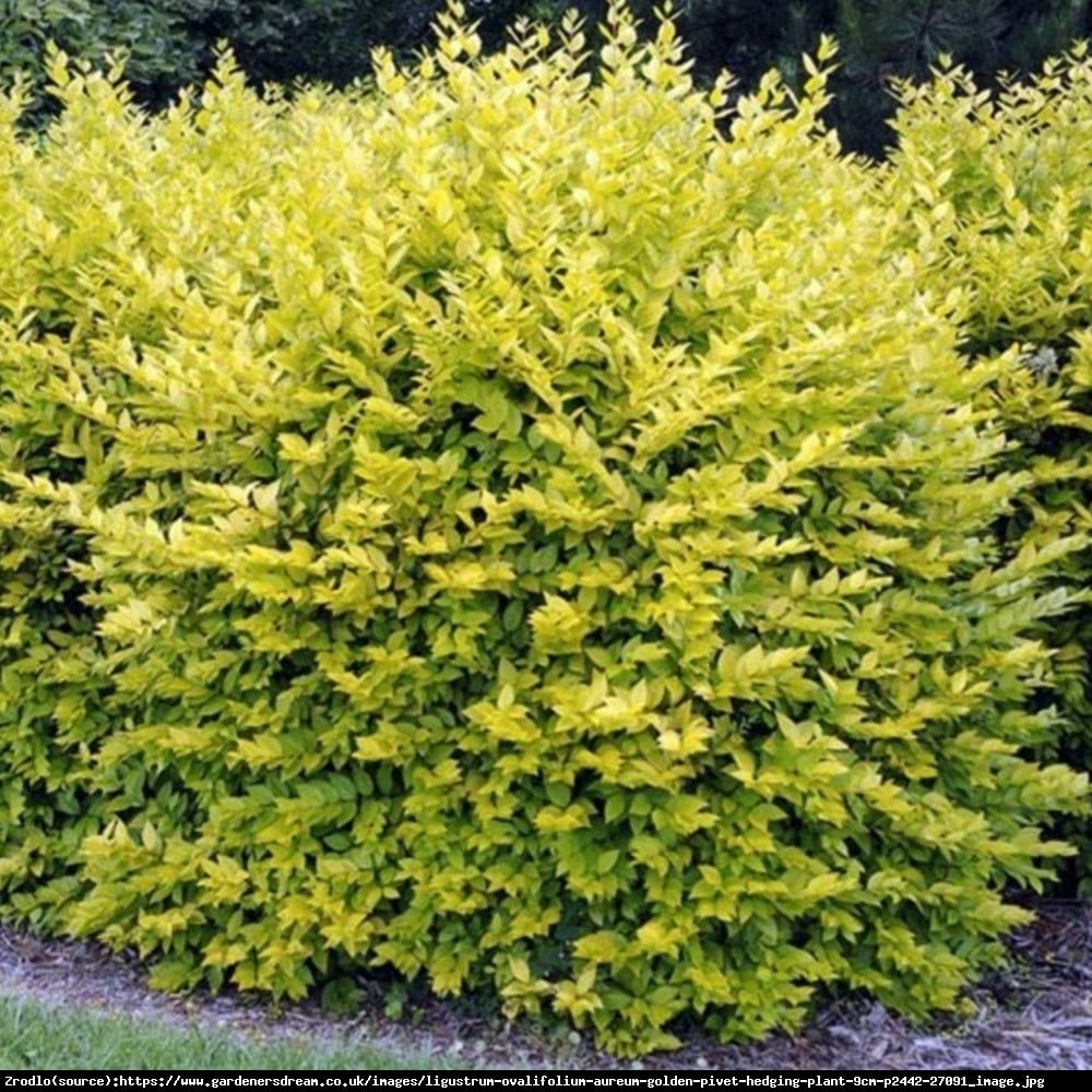 Ligustr jajolistny Aureum  - Ligustrum ovalifolium Aureum 