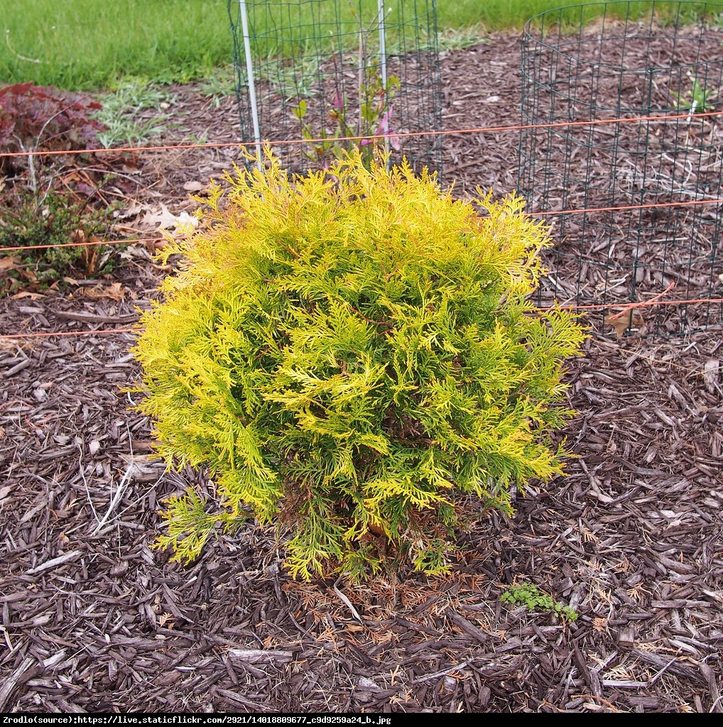 Tuja Żywotnik zachodni Globosa Aurea - Thuja occidentalis Globosa Aurea 