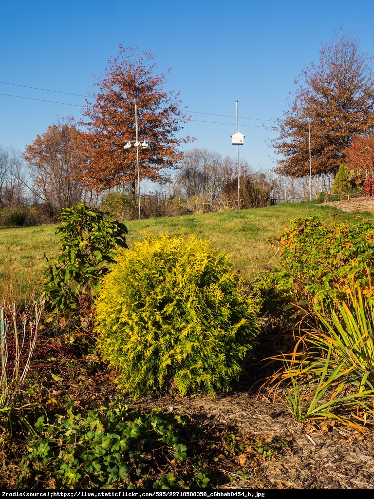 Tuja Żywotnik zachodni Globosa Aurea - Thuja occidentalis Globosa Aurea 