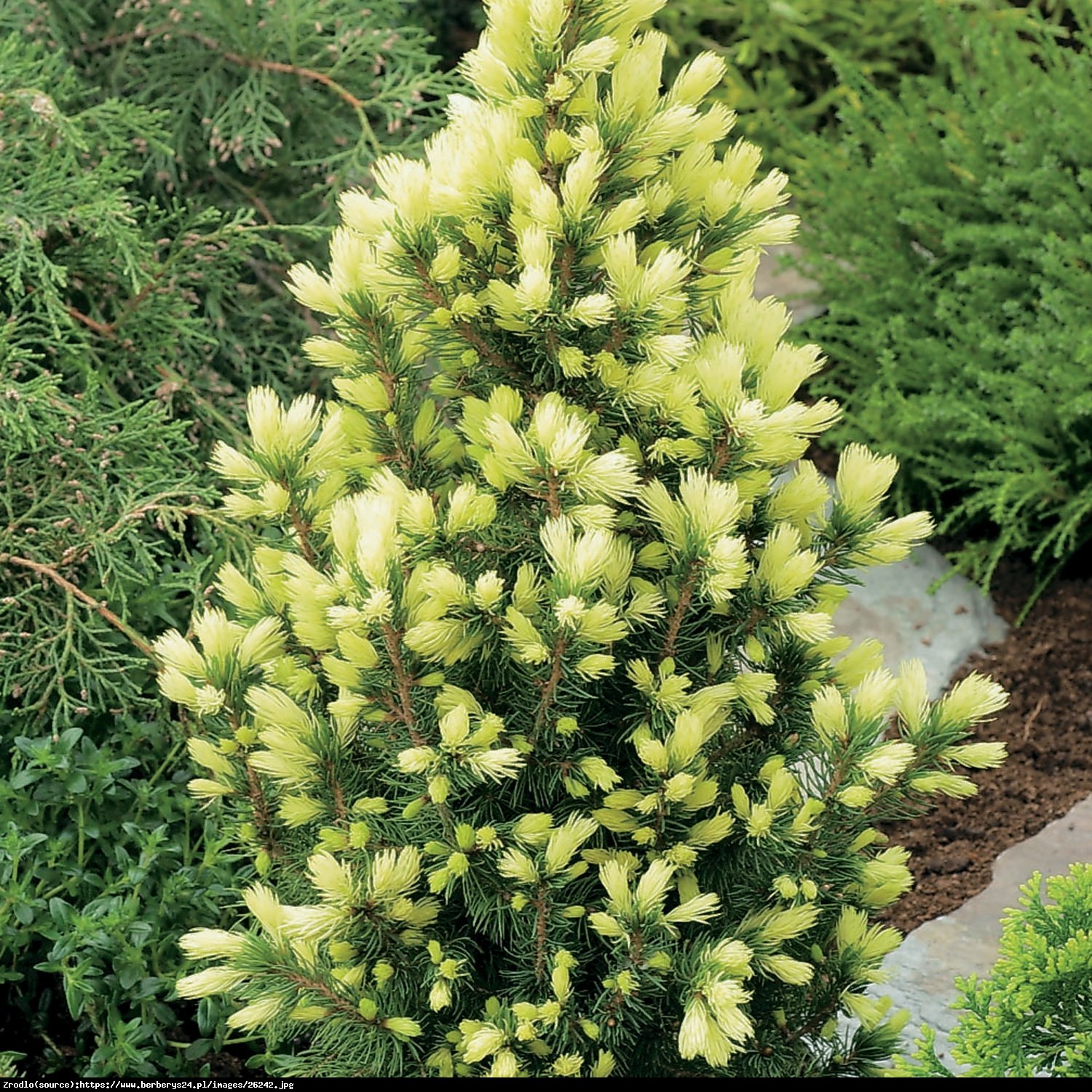 Świerk biały Daisys White  - Picea glauca Daisys White 