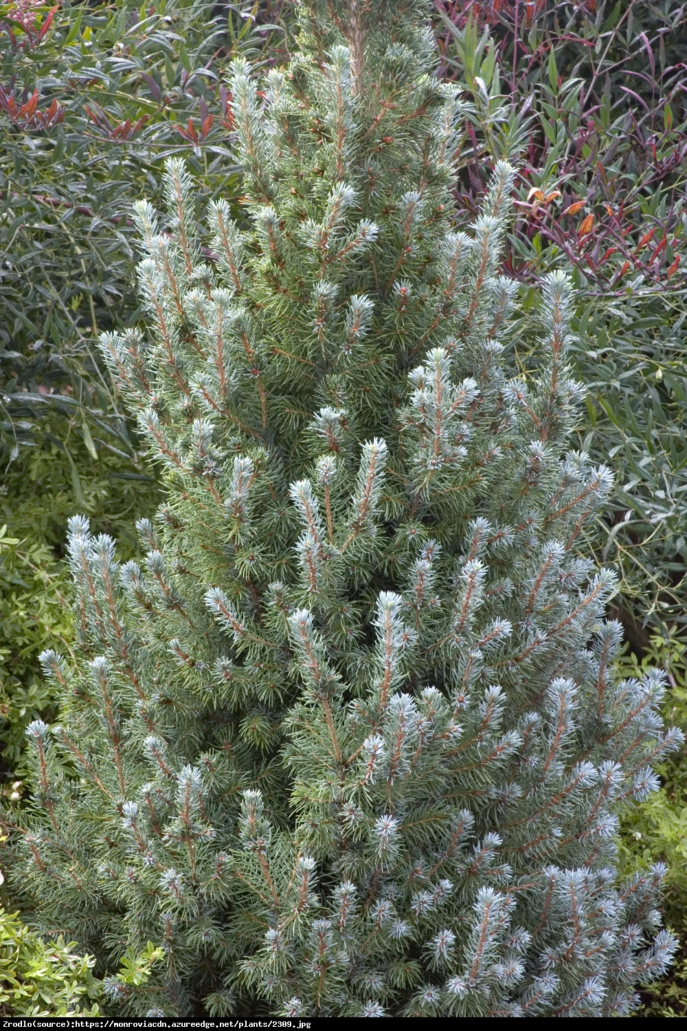 Świerk biały Blue Wonder  - Picea glauca Blue Wonder 