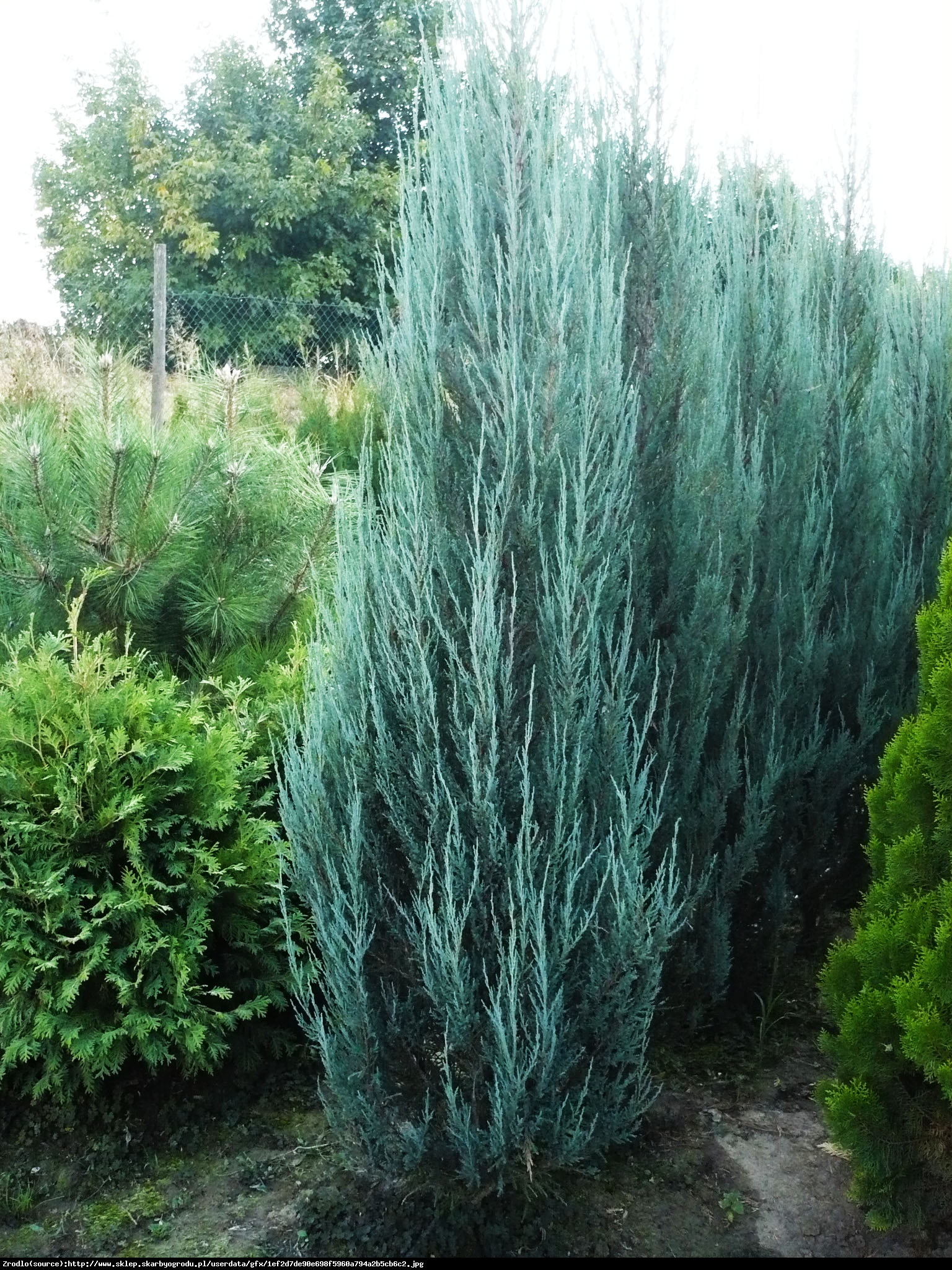 Jałowiec skalny Blue Arrow  - Juniperus scopulorum Blue Arrow 